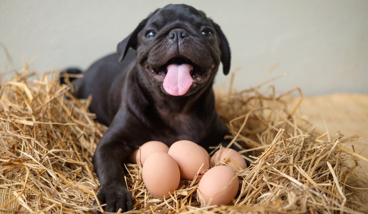 huevos perros