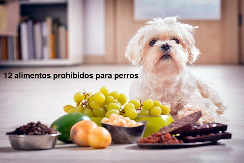 alimentos prohibidos para perros